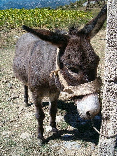 albanie_2